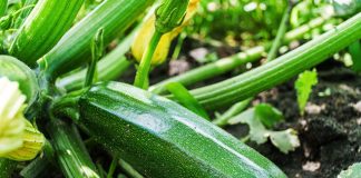 Лучшие сорта кабачков для раннего урожая Лучшие сорта кабачков для раннего урожая