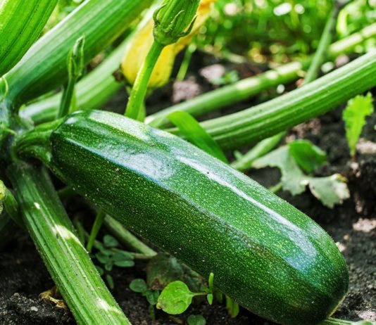 Лучшие сорта кабачков для раннего урожая - Сад и огород Лучшие сорта кабачков для раннего урожая