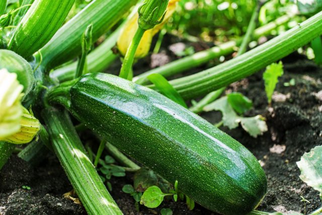 Лучшие сорта кабачков для раннего урожая