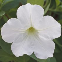 «Опера» (Petunia ‘F1 Opera Supreme White’)