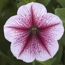 «Опера» (Petunia ‘F 1 Opera Supreme Rapberry ice’)