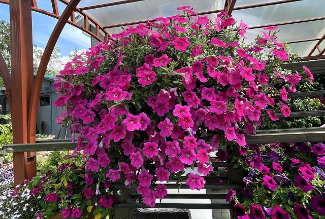 «Опера» (Petunia ‘Opera Supreme’)