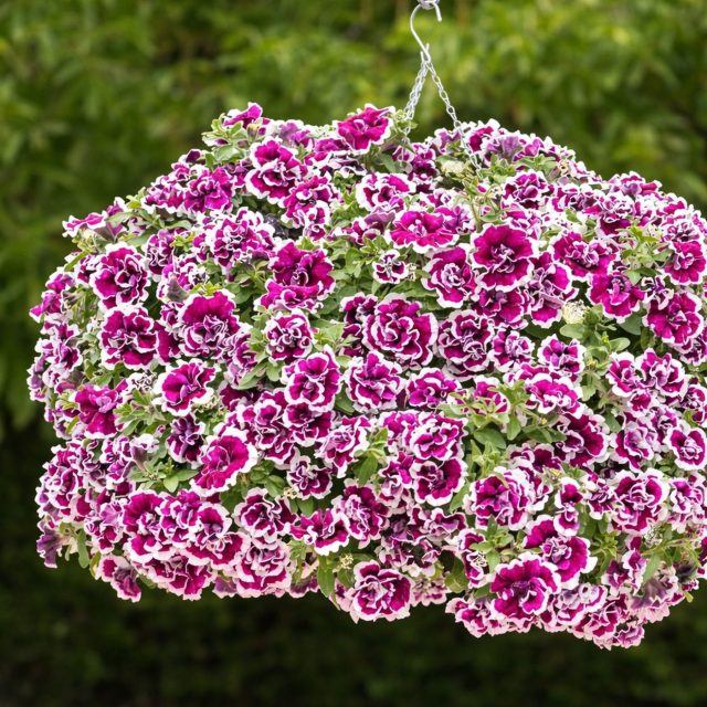 «Белла» (Petunia ‘Bella F1’)