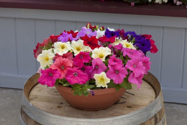 «Призм» (Petunia ‘Prism’)