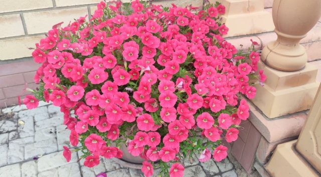 Петуния «Пендолино» (Petunia ‘Pendolino F1’)