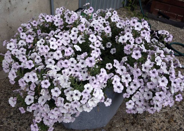 Петуния «Тайдал Вейв» (Petunia ‘Tidal Wave’)