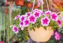 Лучшие петунии для оформления террасы, балкона и цветника