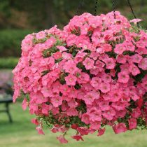 «Изи Вейв Корал Риф» (Petunia ‘Easy Wave Coral Reef’)