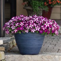 «Изи Вейв Бургунди Стар» (Petunia ‘Easy Wave Burgundy Star’)