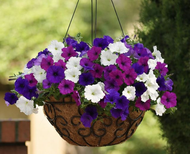 «Изи Вейв» (Petunia ‘Easy Wave’)