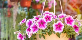 Лучшие петунии для оформления террасы, балкона и цветника