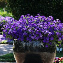 «Шок Вейв Деним» (Petunia ‘Shock Wave Denim’)