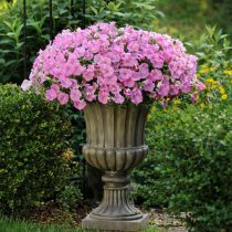 «Шок Вейв Пинк Шейдс» (Petunia ‘Shock Wave Pink Shades’)