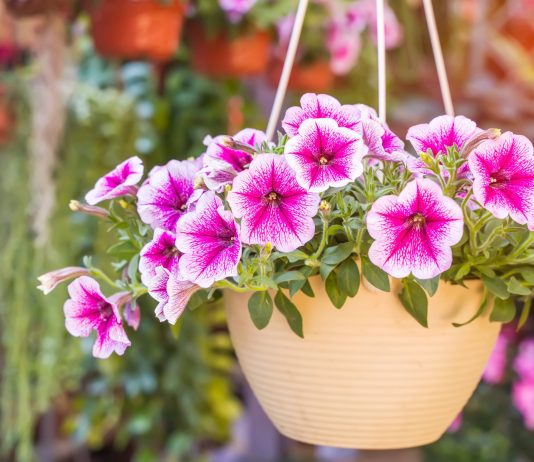 Лучшие петунии для оформления террасы, балкона и цветника