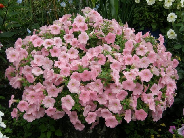 Петуния «Рамблин» (Petunia ‘Ramblin’)