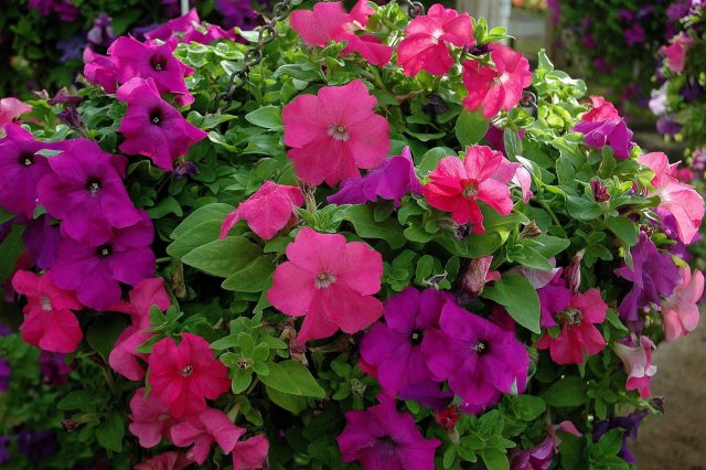 «Лимбо» (Petunia ‘Limbo’)