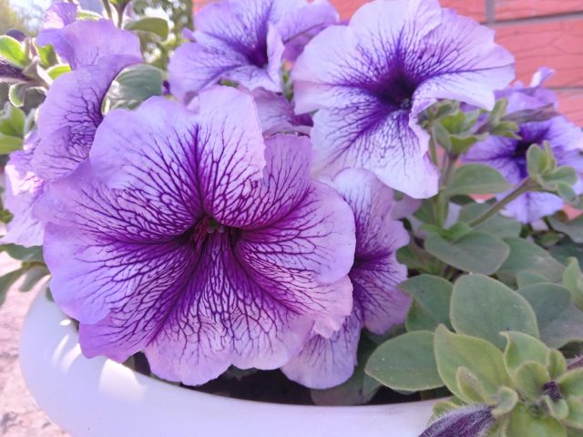 «Дэдди» (Petunia ‘Daddy’)