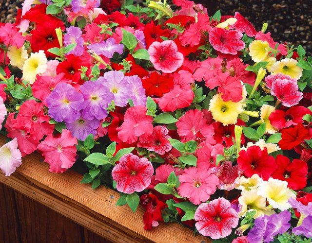 Петуния «Селебрити» (Petunia ‘Celebrity’)