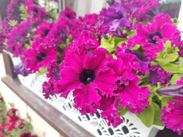 «Эспрессо» (Petunia ‘Espresso Frappe’)