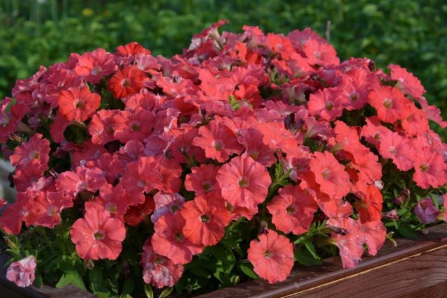 Петуния «Пикобелла» (Petunia ‘Picobella’)