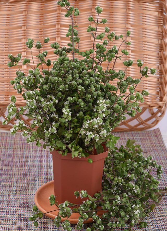 Майоран садовый Байкал