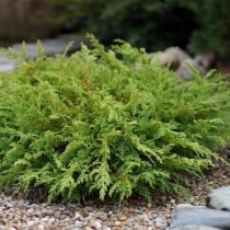 Микробиота перекрестная