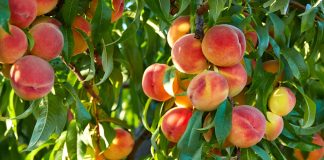 Мой персиковый сад: от старых деревьев до смелых прививок