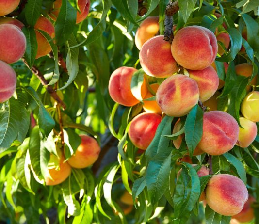 Мой персиковый сад: от старых деревьев до смелых прививок