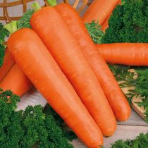 Морковь Витаминная 6