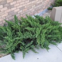 Можевельник казацкий