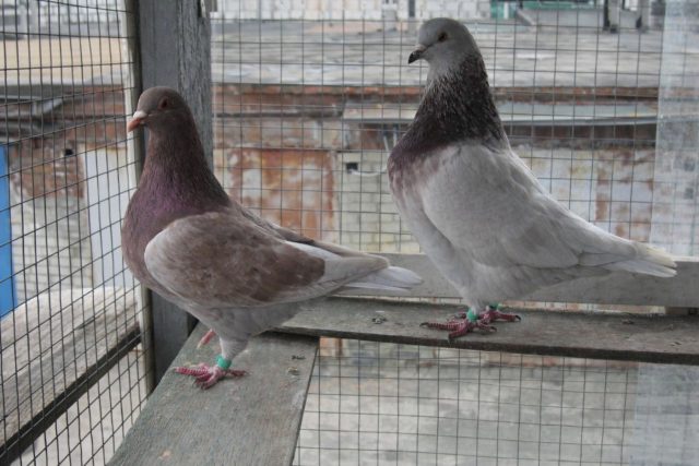 Тексан ценится за скороспелость и удобство в разведении. Молодняк быстро растет, а различие полов по окраске делает эту породу особенно удобной для племенной работы даже у новичков.