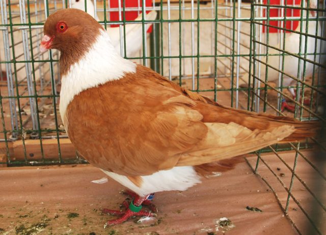 Штрассер — европейская мясная порода с выраженной мускулатурой и хорошим выходом тушки. Эти голуби чуть подвижнее других, но дают плотное мясо с насыщенным вкусом.