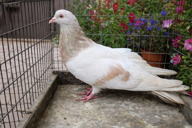 Римский гигант впечатляет размерами и массивной фигурой. Это одна из самых тяжелых пород мясных голубей, требующая простора, но дающая очень крупную и мясистую тушку.