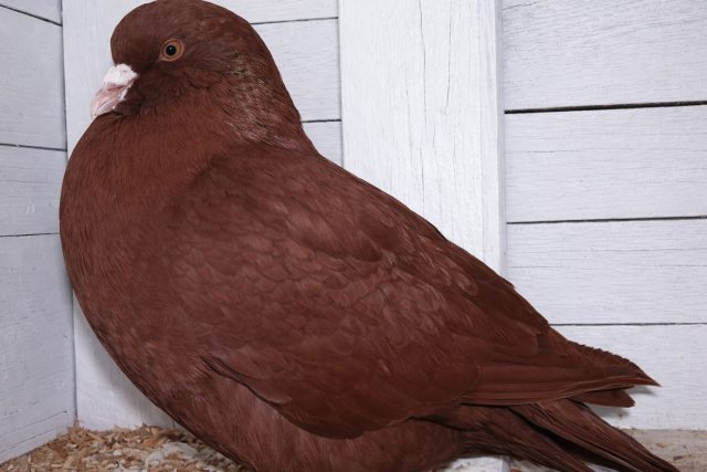 Карно — французская порода, известная быстрым ростом молодняка и высоким качеством мяса. Эти голуби хорошо размножаются и подходят для стабильного получения продукции в хозяйстве.