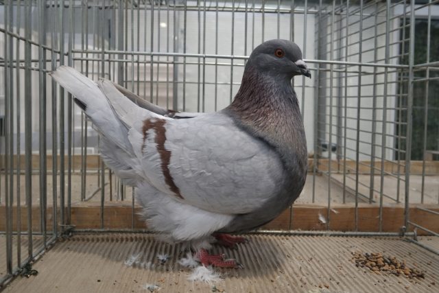 Моденские голуби компактнее других мясных пород, но удобны для содержания в ограниченном пространстве. Спокойные, малоподвижные и устойчивые, они подходят для небольших голубятен.