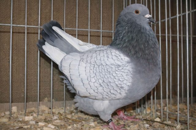Польский рысь — выносливая порода, хорошо приспособленная к холодному климату. Эти голуби не требуют сложного ухода и подходят для хозяйств, где важна надежность и стабильность.