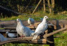 7 идеальных мясных пород голубей для вашего хозяйства
