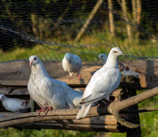 7 идеальных мясных пород голубей для вашего хозяйства - Лучшее 7 идеальных мясных пород голубей для вашего хозяйства