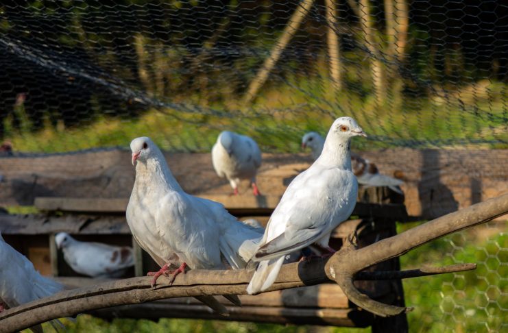 7 идеальных мясных пород голубей для вашего хозяйства