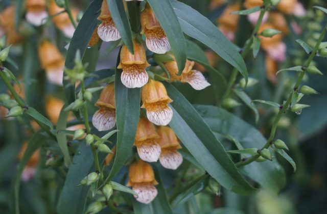 Гладкие, узкие листья и округлые цветки наперстянки гладкой создают строгий, почти графичный образ, который хорошо читается даже без соседей-компаньонов.