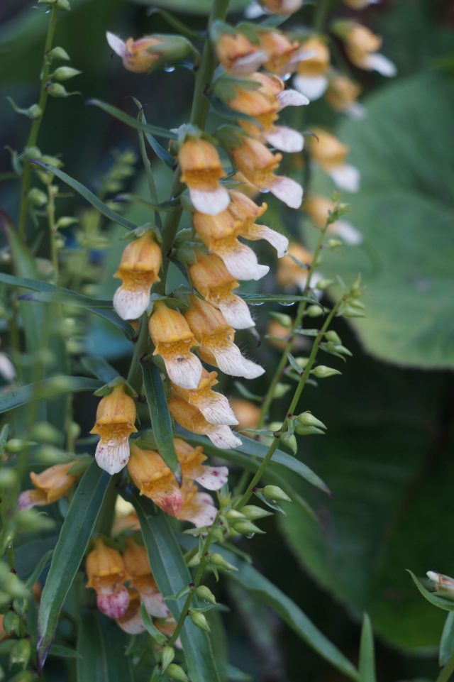 Наперстянка гладкая — редкость, которая работает на нюанс. Её абрикосовый оттенок сложный и благородный, без резкости, и особенно красиво раскрывается в полутени.