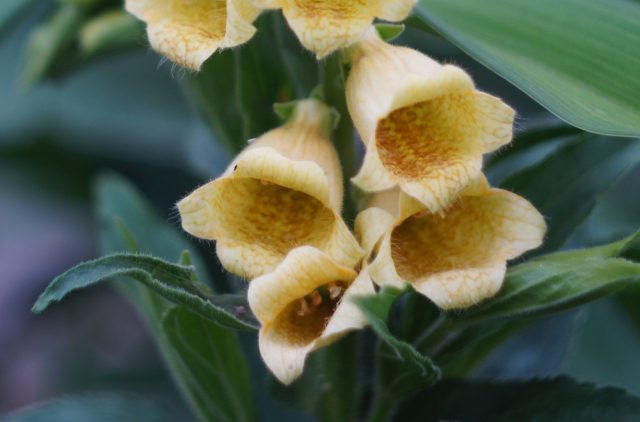 Ванильно-кремовые «наперстки» наперстянки крупноцветковой украшены тонкой сетью жилок и постепенно расправляются из поникающей кисти в стройную вертикаль.