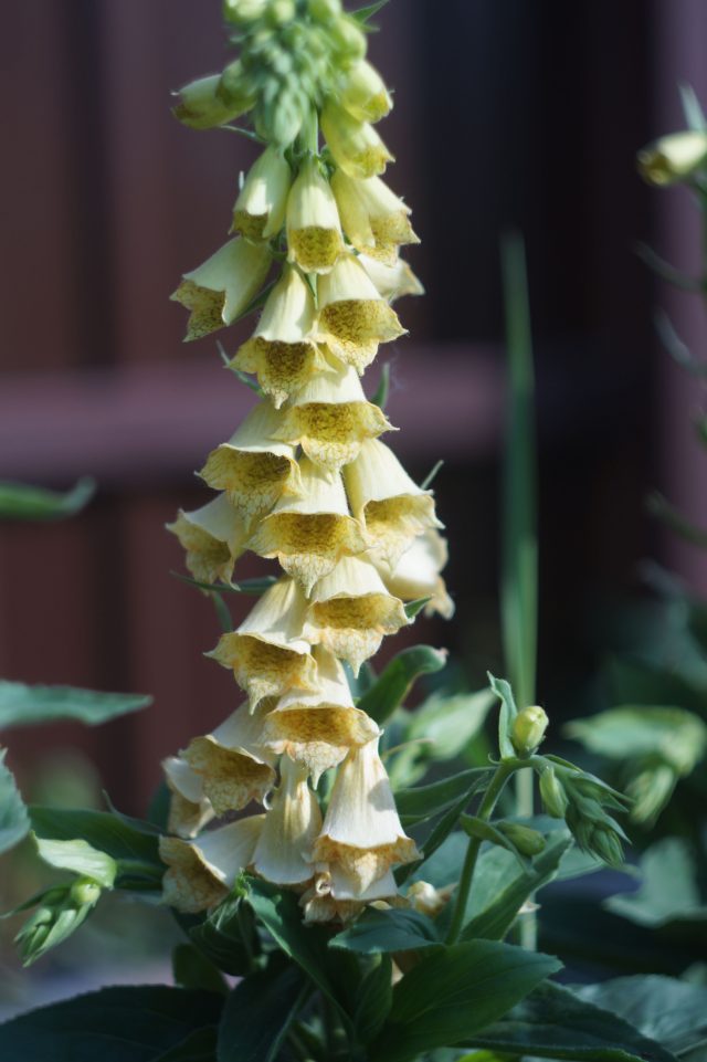 Наперстянка крупноцветковая — надёжный многолетник для полутени. Она годами держит форму, не выпадает и каждый сезон возвращается с элегантными светлыми соцветиями.