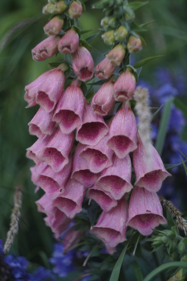 Наперстянка Мертонская сразу выделяется сочным розово-коралловым оттенком. Она выглядит теплее и мягче привычных видов и заметна даже в насыщенных посадках.