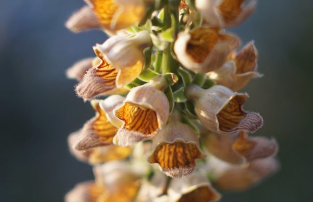 Цветки наперстянки ржавой раскрываются во второй половине лета и удивляют сложной формой и глубоким ржаво-золотистым оттенком — неброским, но очень выразительным вблизи.