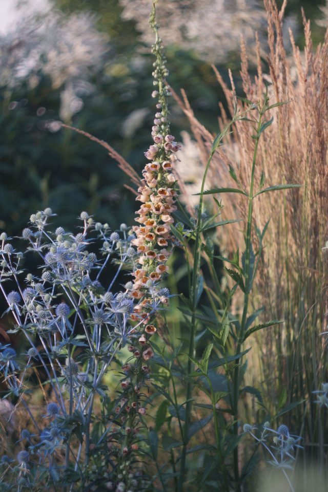 Наперстянка ржавая — не про романтику, а про архитектуру. Высокая, строгая, с кожистой листвой и мощной вертикалью, она работает как опорная колонна в цветнике и задаёт ритм всей композиции.