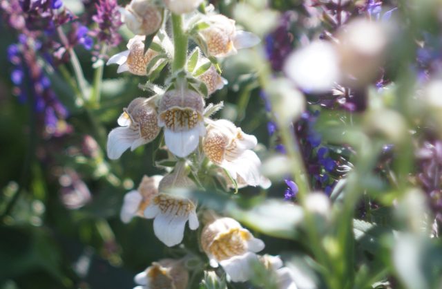 Опушённые бутоны и чашечки наперстянки шерстистой создают эффект жемчужного налёта, из-за которого соцветие кажется бархатным и слегка припылённым.