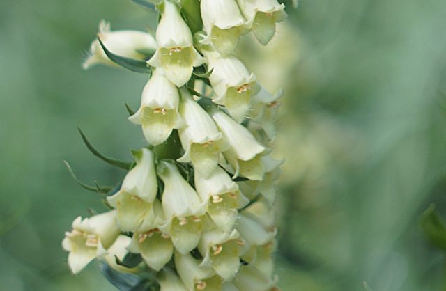 Восковые цветки наперстянки желтой с палево-лимонным оттенком выглядят особенно трогательно при близком рассмотрении и раскрывают свою красоту постепенно.