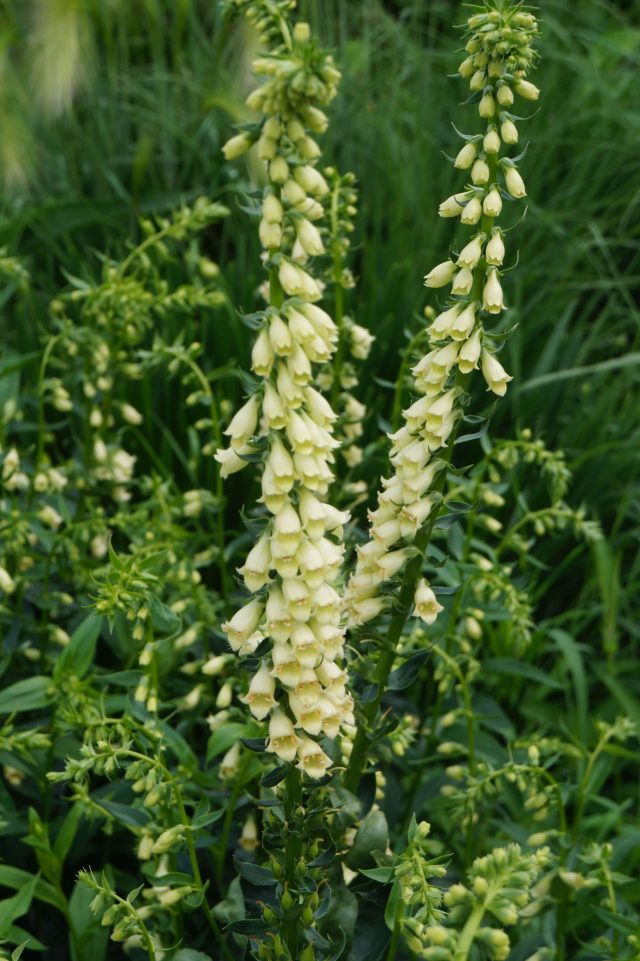 Наперстянка желтая не стремится к эффектности, но в массе превращается в светящееся облако из тонких, изящных колосков и задаёт саду спокойный ритм.