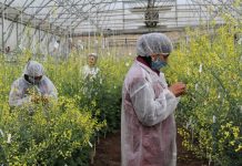 Наследие, которое живёт – как старые добрые сорта возвращаются к дачникам